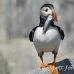 puffin_atlantic_msi_h_1890_can1512.jpg